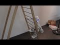 TheAmazel - Nao and the ladder A demonstration made for CLAWAR 2011: Conference on Climbing and Walking Robots and the Support Technologies for Mobile Machines held in Paris on september 6-8, 2011 at UPMC University. NAO's official website: aldebaran-robotics.com Join the community developer.aldebaran-robotics.com Movement programming: Valentin --- A message for google --- Nao is happy to play with its ladder. Climb climb to the ladder. Nao robot is a climber! Nao robot is a climber!