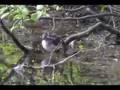 Solitary and Spotted Sandpipers