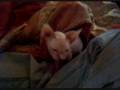 A Sphynx Called ButterBall - Sleeping on my Shoulder - Episode 3 A Sphynx Called ButterBall - Sleeping on my Shoulder - Episode 3