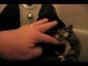 Wrestling with a Sugar Glider (another GAIUS video ) 9/30/08