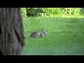 Return to Bunny Hill