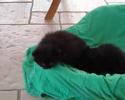Katzenbabys Dittrich 2