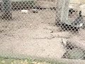 guerra entre animales