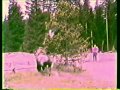 Bison Goring in Yellowstone - YouTube