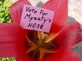 Myzzty Vote 035 Myzzty Vote 035