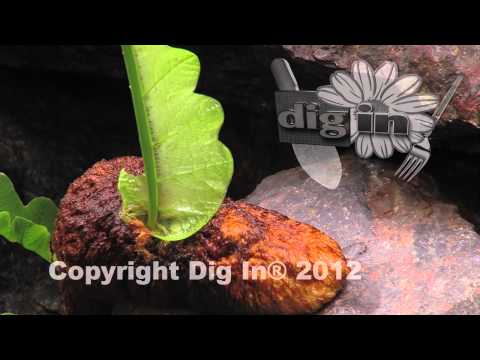how to plant a rabbit foot fern