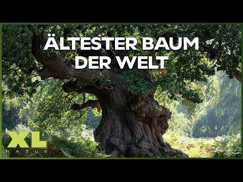 Geheimnisvolles Mexiko: Das Rätsel um den ÄLTESTEN B ...