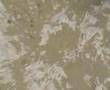 Fossils in the Sahara