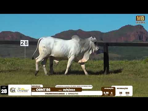 1� LEIL�O PRODU��O FAZENDA ORIENTE