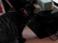 Buta-Neko tries to catch the music....