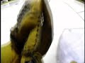 Fleury Cam