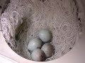 Darrrrek - Breeding Carduelis major eggs