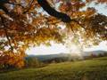 Autumn's End