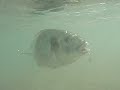 RAUL DORADA PESCA SUBMARINA