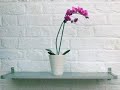 Collins DIY Survival Demos - How to Hang Shelves