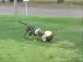 XTREMEK9SUPPLIES.COM Blue Pitbull Training on A Bite Sleeve