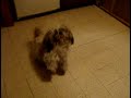 mes chiens