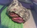 Hermit crabs [Woah its not a pivot]