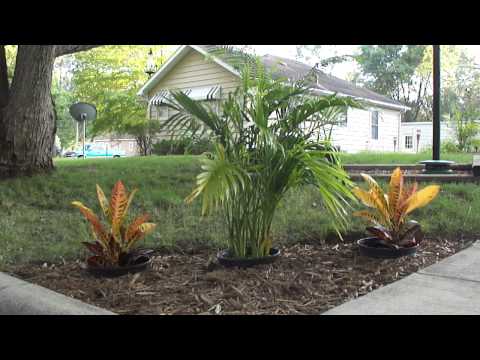 how to transplant crotons