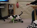 More Oreo Playing More Oreo Playing