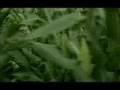 videos de Ooit gemist - Witse en Het Eiland