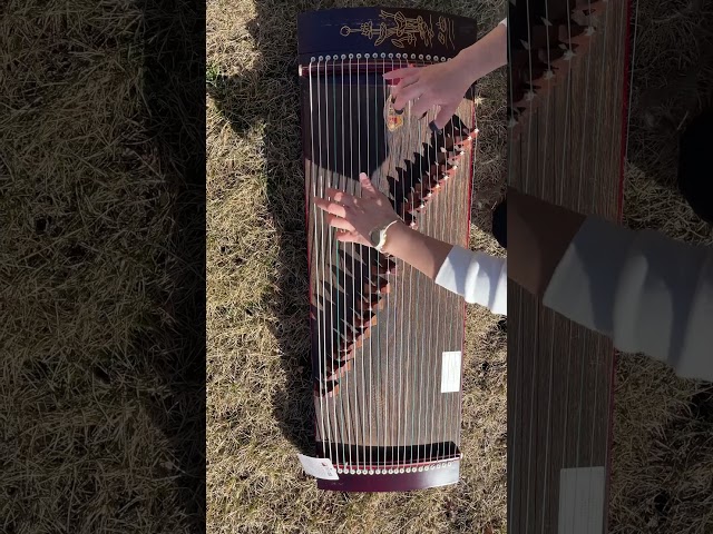 Guzheng 古筝 in String in Calgary