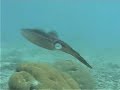 caribbean reef squid