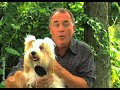 Puppy Training Video - Puppy Grooming (Episode 9) Puppy Training Video - Puppy Grooming (Episode 9)