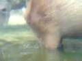 videos de capybara poo poo