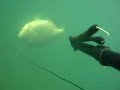 Pesca Sub no Rio Grande - Pacu Caranha 16kg