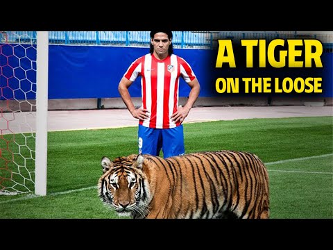 tigres