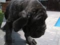 saroma, hijo de giotto