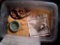 gaboon viper feeding