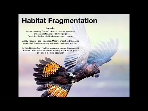 <p>What does it take to Save a Species?</p>
 video thumbnail
