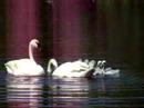 Trumpeter Swan Cygnets