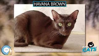 Havana Brown 🐱🦁🐯 EVERYTHING CATS 🐯🦁🐱