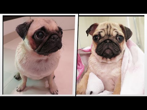 how to care pug puppy