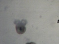 Veliger Stramonita haemastoma