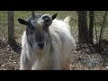 Parcul Zoo Turda