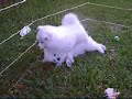 Eskie pups at play- Better Together