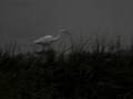 Bigg Egg Marsh.wmv