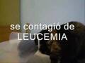 Neska, una historia entre tantos gatos abandonados