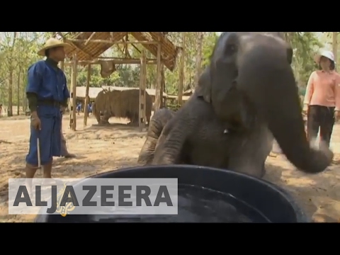 elephant