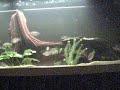 Red Belly Piranha Eating Smelt Red Belly Piranha Eating Smelt