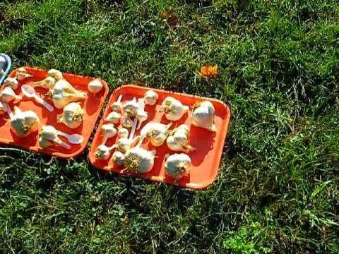 how to replant garlic