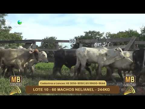 537� LEIL�O VIRTUAL MB LEIL�ES