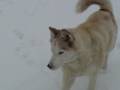 Siberian Husky in CT Snowstorm