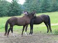 Chance and Angel - One Week Chance and Angel - One Week