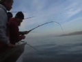Candy Catchers Charter #1 - Santa Rosa Island on the Mirage
