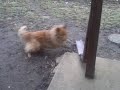 Diva Dog fetches basketball